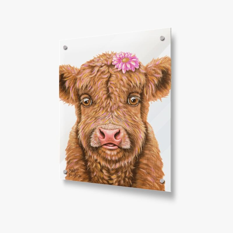Blossom the Baby Highland Cow - Acrylic Glass Panel - Image 1