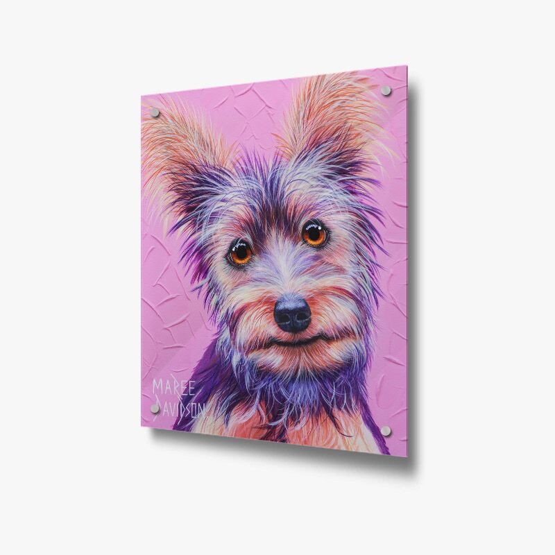 Silky Terrier Dog - Acrylic Glass Panel - Image 1