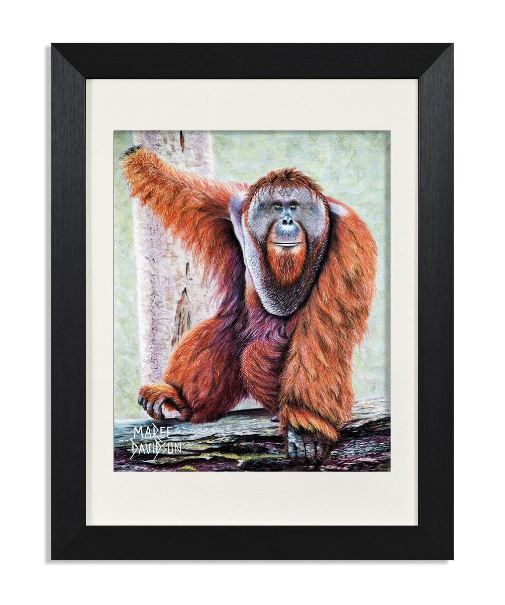 Tango-Maree-Davidson-Art.jpg Tango the Orangutan - Print - Image 1