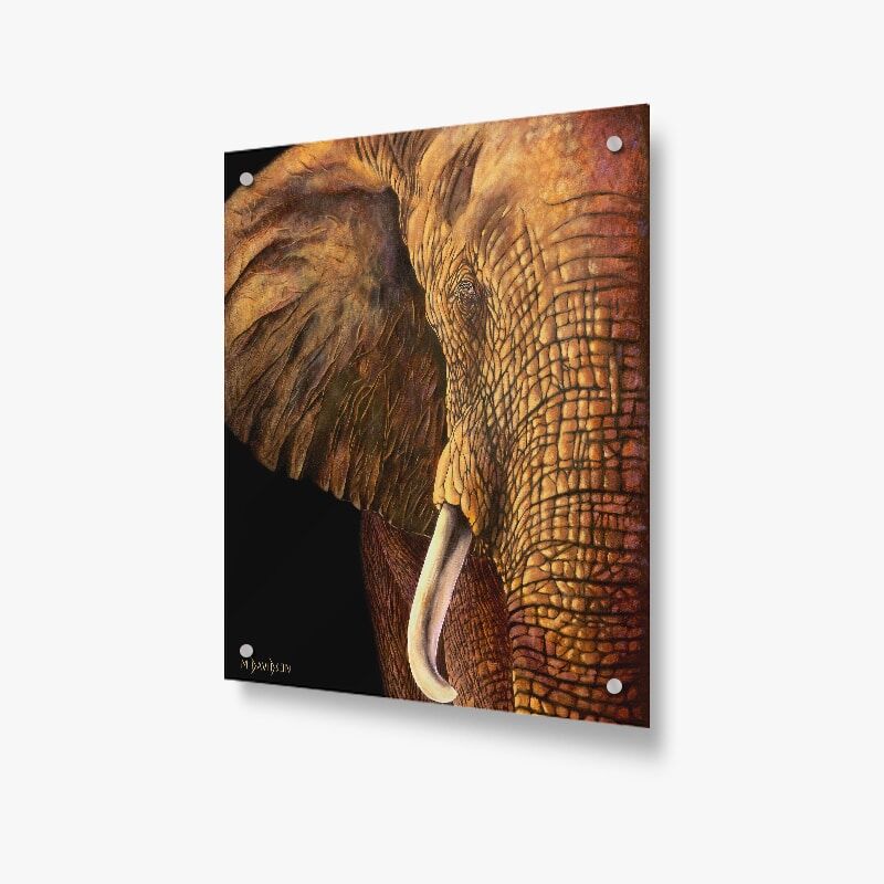 Wisdom the Elephant - Acrylic Glass Panel - Image 1