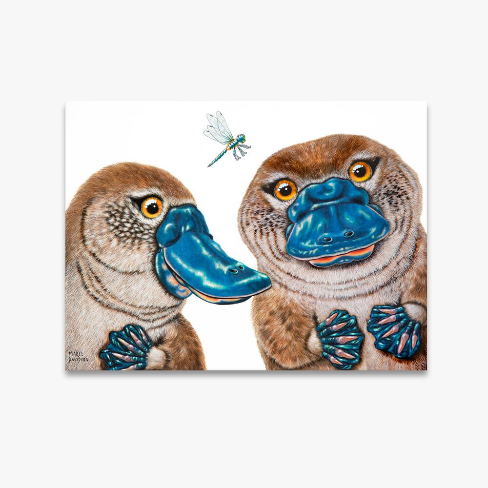 canvas-white-bg-13.jpg Becky and Bruce the Platypuses - Canvas Print - Image 1