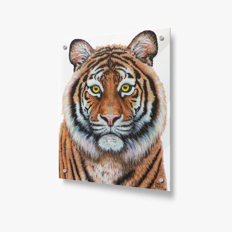 eye-of-tiger2.jpg Eye of the Tiger - Acrylic Glass Panel - Image 1