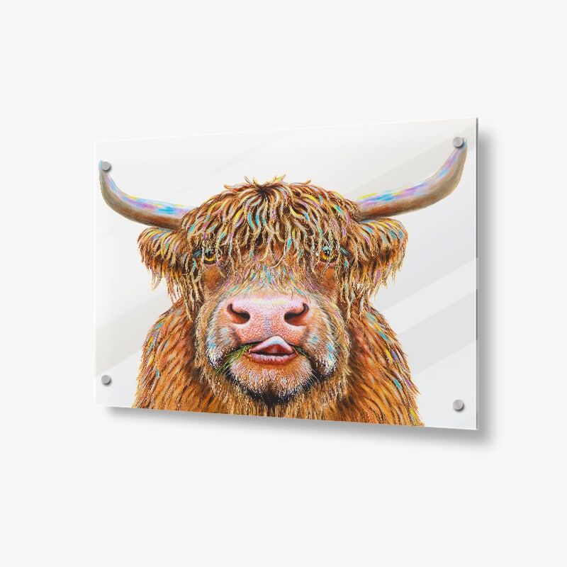 Hamish the Highland Cow - Acrylic Glass Panel - Image 1