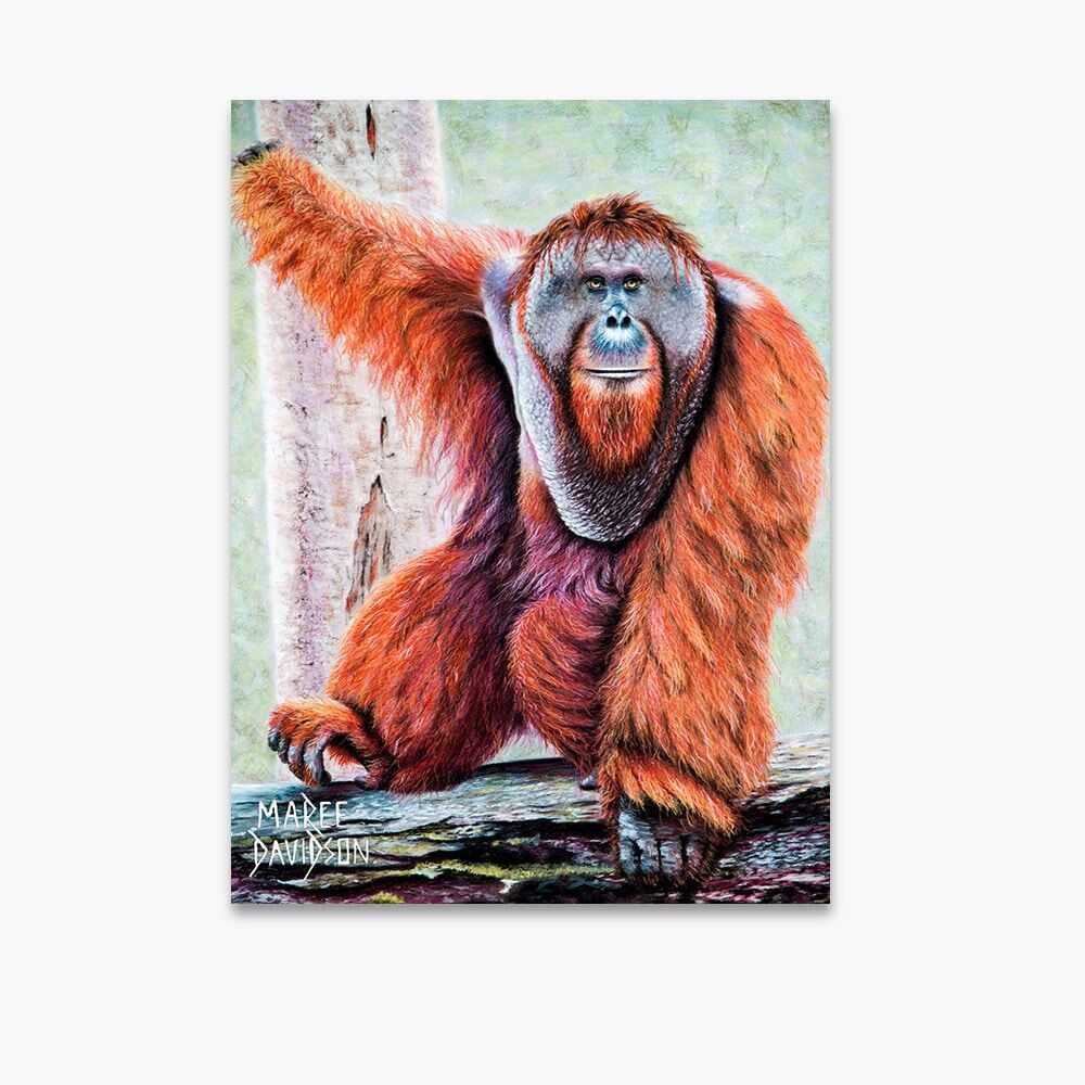 Tango the Orangutan - Canvas Print - Image 1