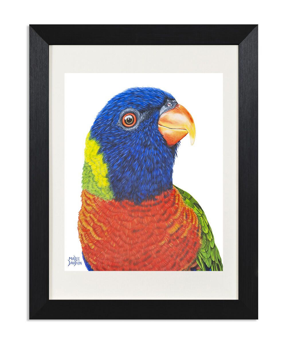 Rainbow Lorikeet Frame main portrait Rainbow Lorikeet - Print - Image 1