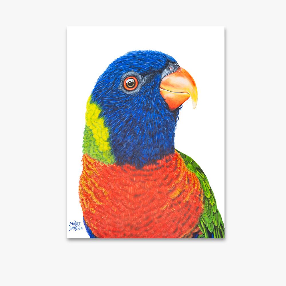 Rainbow Lorikeet - Canvas Print - Image 1