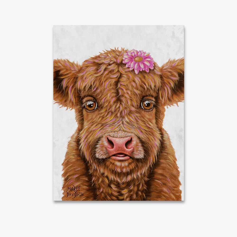 BLOSSOM-emb-room.jpg Blossom the Baby Highland Cow - Original Prints - Image 1