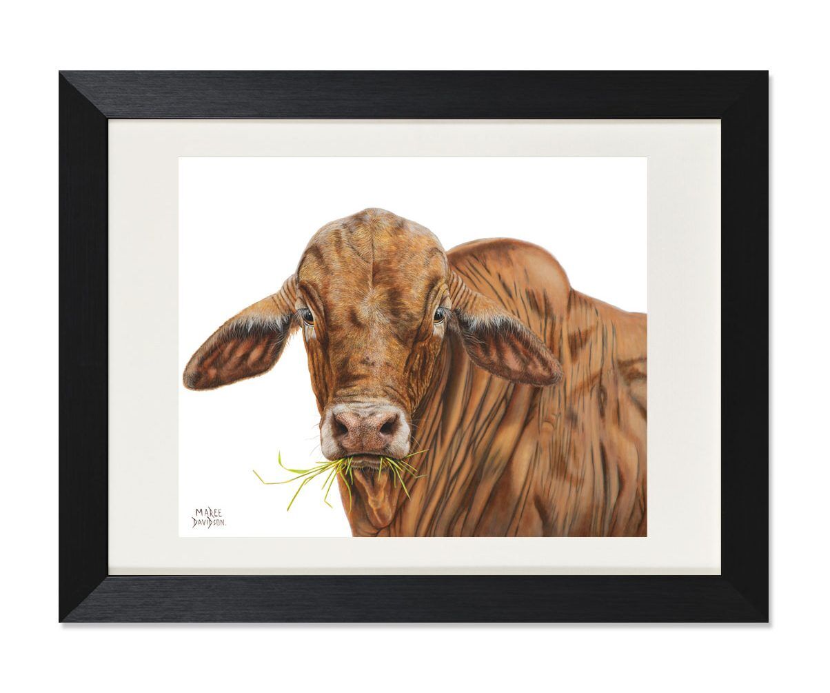 Bruno the Brahman Bull - Print - Image 1
