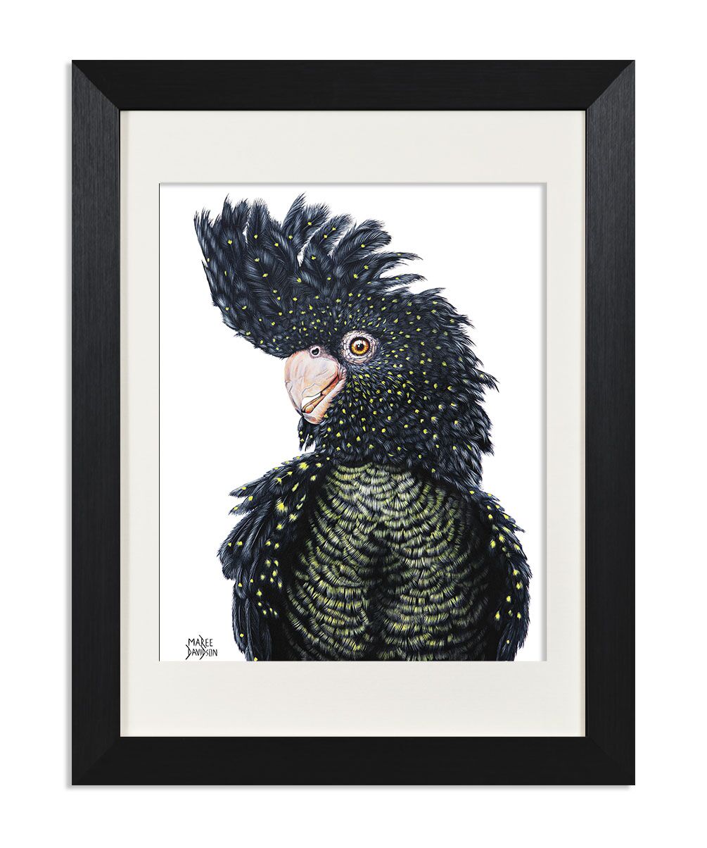 Luna the Black Cockatoo - Print - Image 1