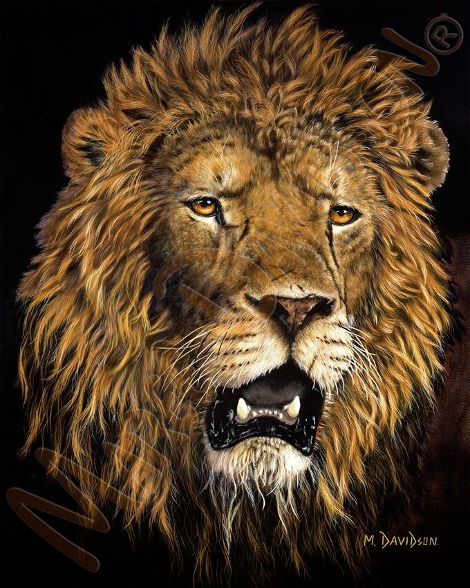 Old Hero the Lion - Print