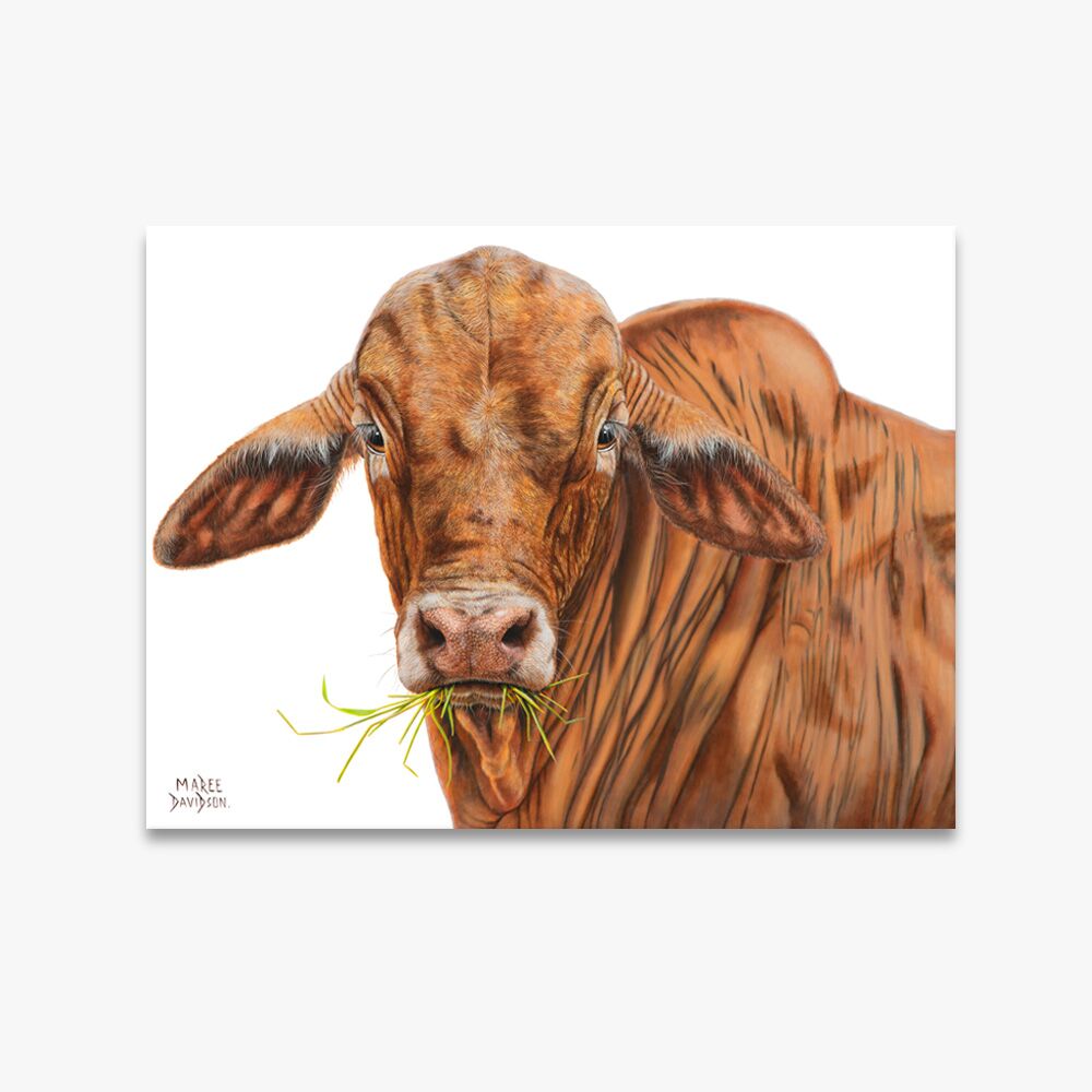 canvas-white-bg-3.jpg Bruno The Brahman Bull - Canvas Print - Image 1