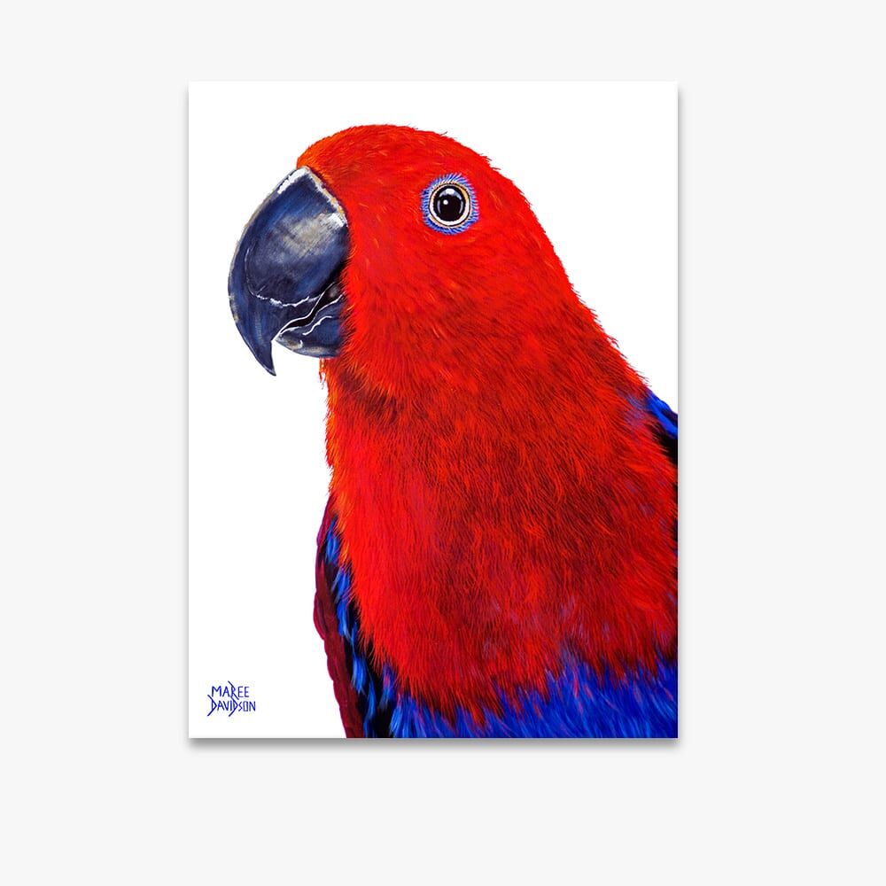 cloe-1.jpg Chloe the Eclectics Parrot Bird - Canvas Print - Image 1