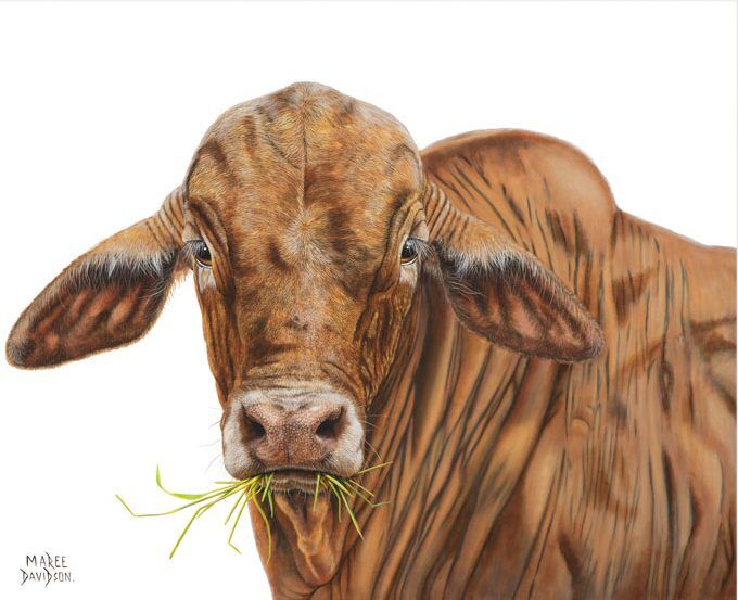 Bruno the Brahman Bull - Original Painting - Image 1