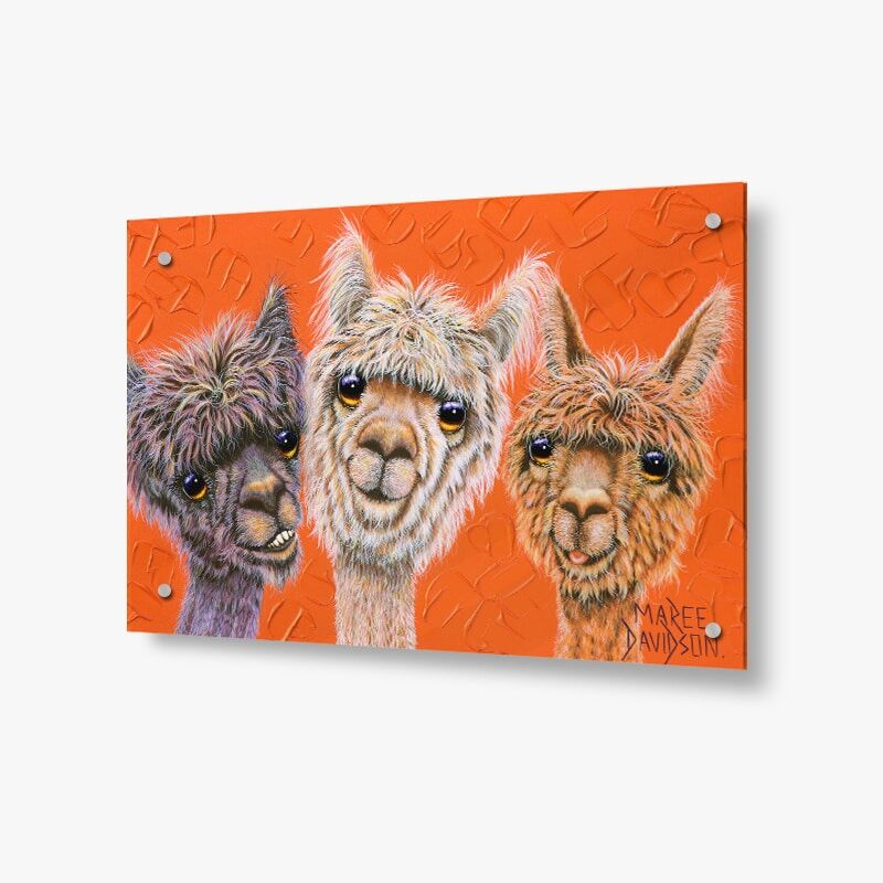 just-hanging-out2-1.jpg Just Hanging Out the Alpacas - Acrylic Glass Panel - Image 1